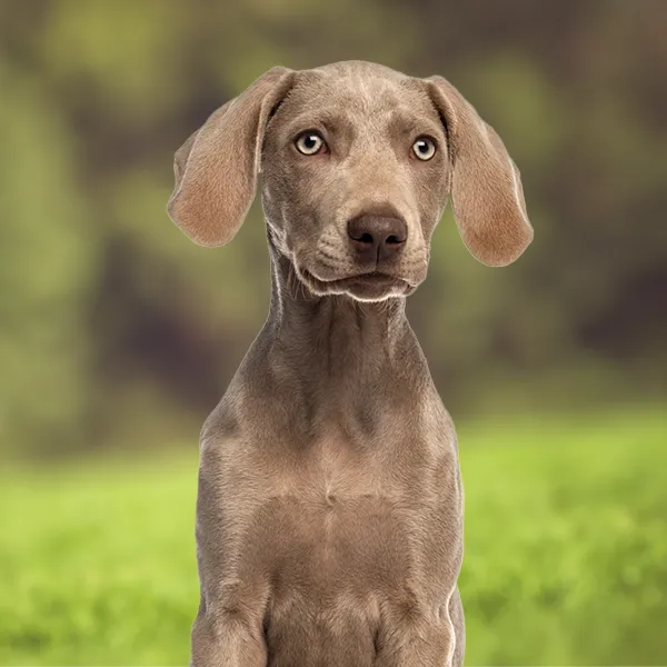 Head of the dog breed Weimaraner