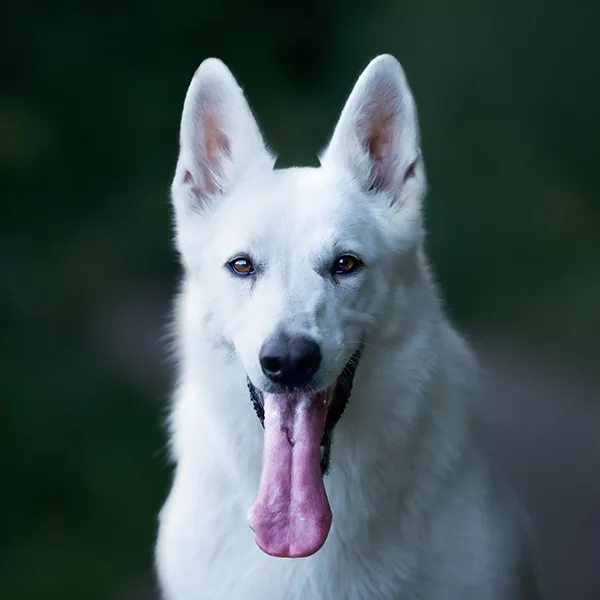 Dog breed White Swiss Shepherd Dog