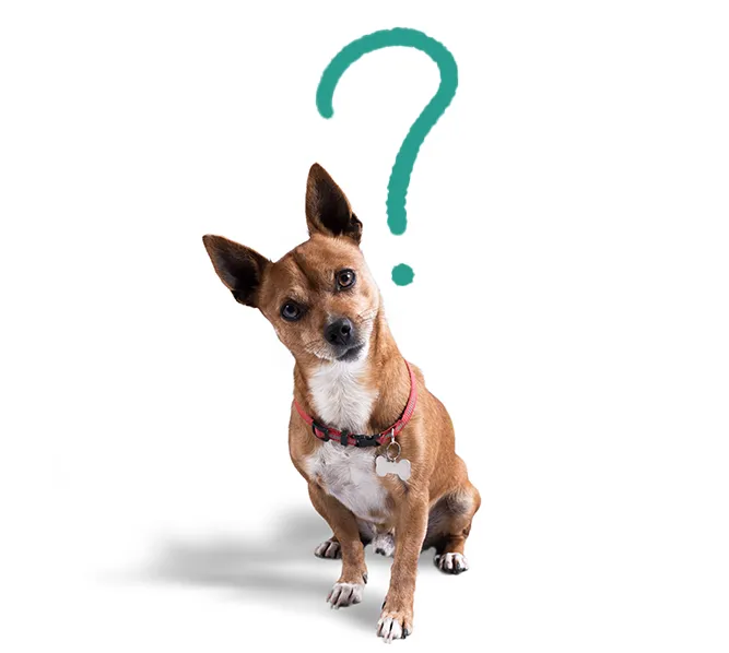 Hund der aussieht als hätte er eine Frage