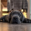 Chien enregistré nommé 'BamBam'