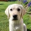 Chien enregistré nommé 'Abby'