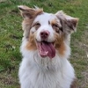 Chien enregistré nommé 'Ivy'