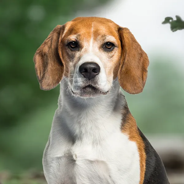 Chef de la race de chien Beagle