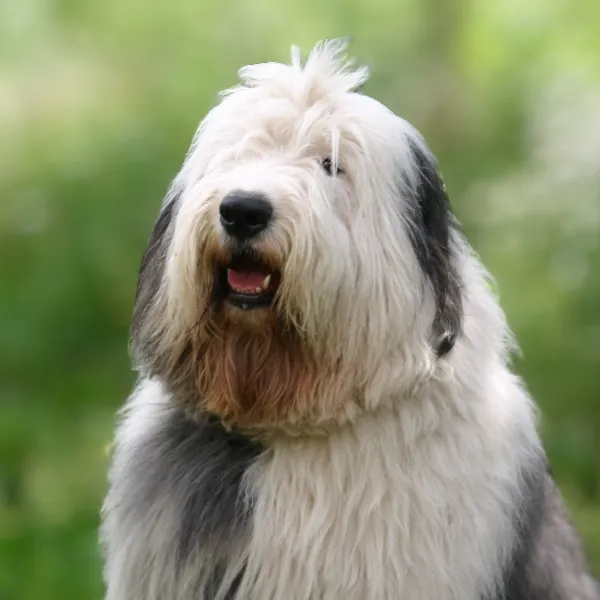 Huvud för hundrasen Bobtail