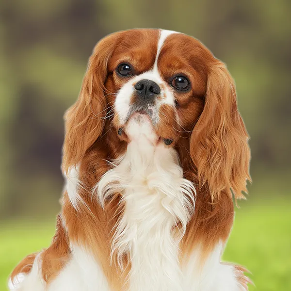 Hoofd van het hondenras Cavalier King Charles Spaniel