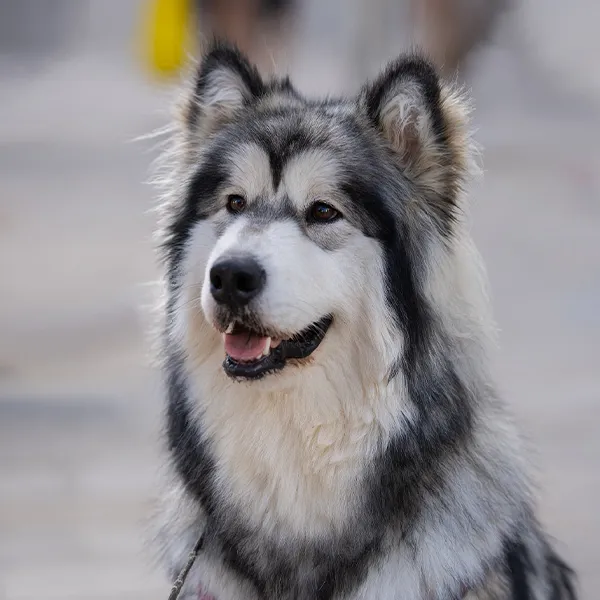 Cabeza de la raza de perro Alaskan Malamute