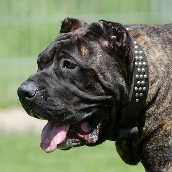 Kopf der Hunderasse Dogo Canario