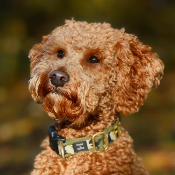 Huvud för hundrasen Lagotto Romagnolo