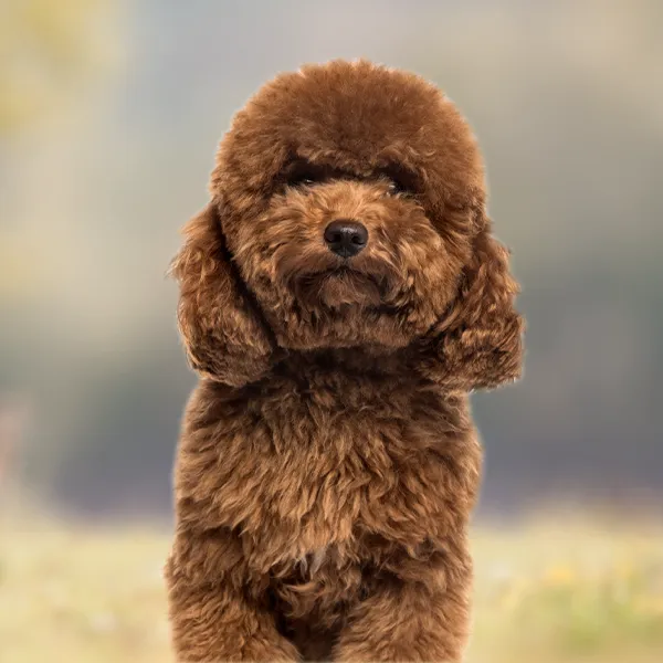 Cabeza de la raza de perro Caniche Enano