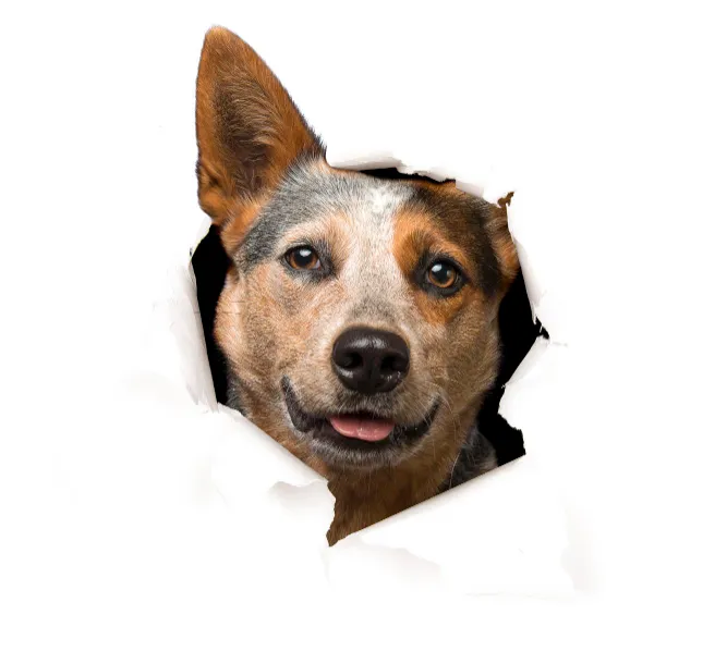 Hund der aus einem Papierloch herausschaut