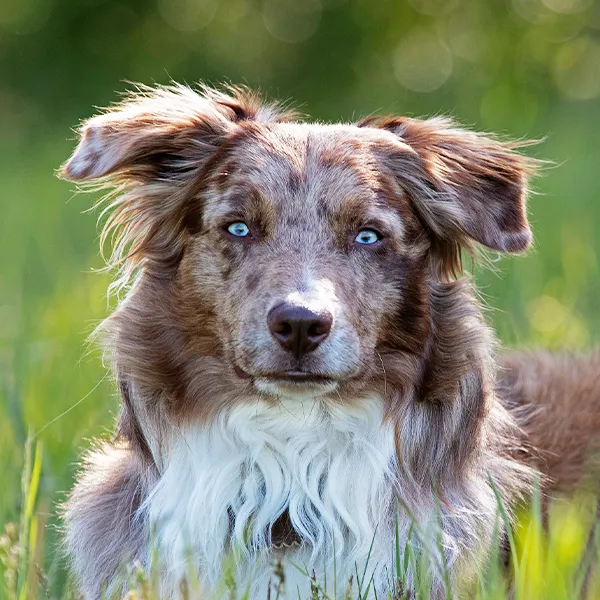 Cabeza de la raza de perro Pastor Australiano