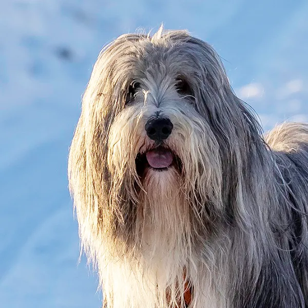 Kopf der Hunderasse Bearded Collie