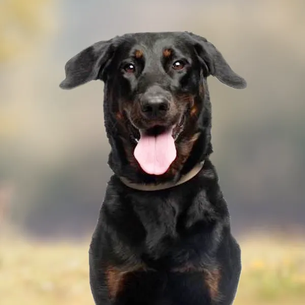 Testa della razza di cane Beauceron