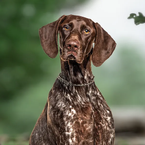 Cabeza de la raza de perro Braco Alemán De Pelo Corto