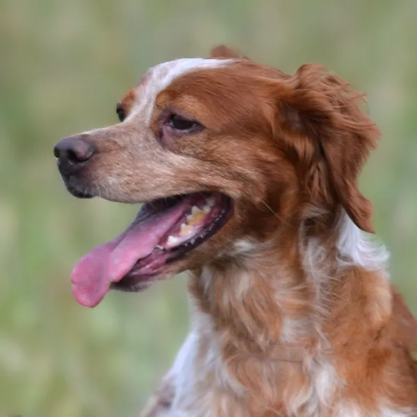 Head of the dog breed Brittany Spaniel