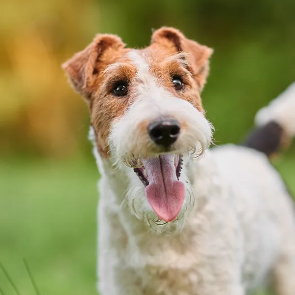 Cabeza de la raza de perro Fox Terrier