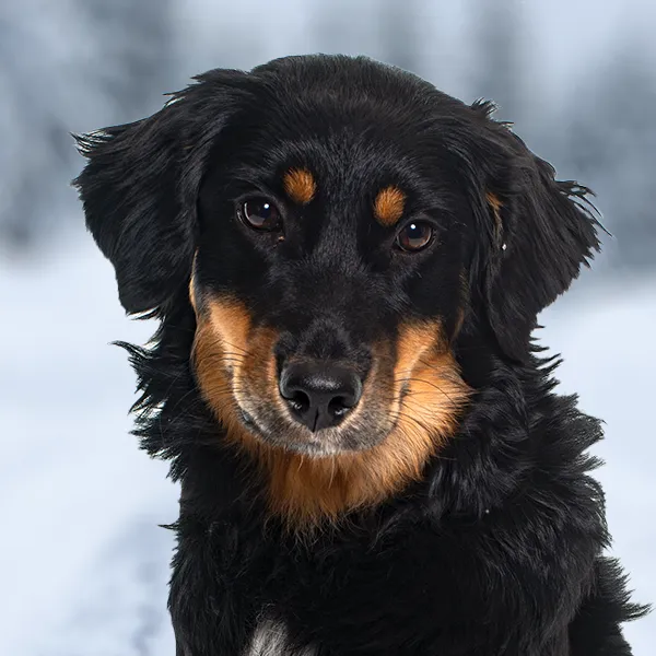 Chef de la race de chien Hovawart