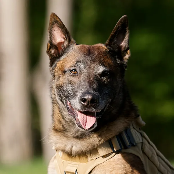 Hunderasse Malinois