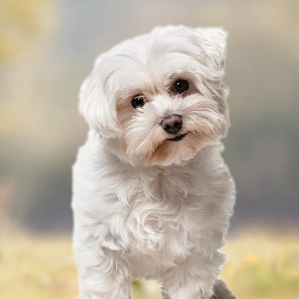 Testa della razza di cane Maltese