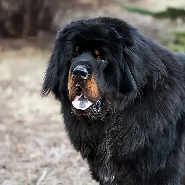 Cabeza de la raza de perro Mastín Tibetano