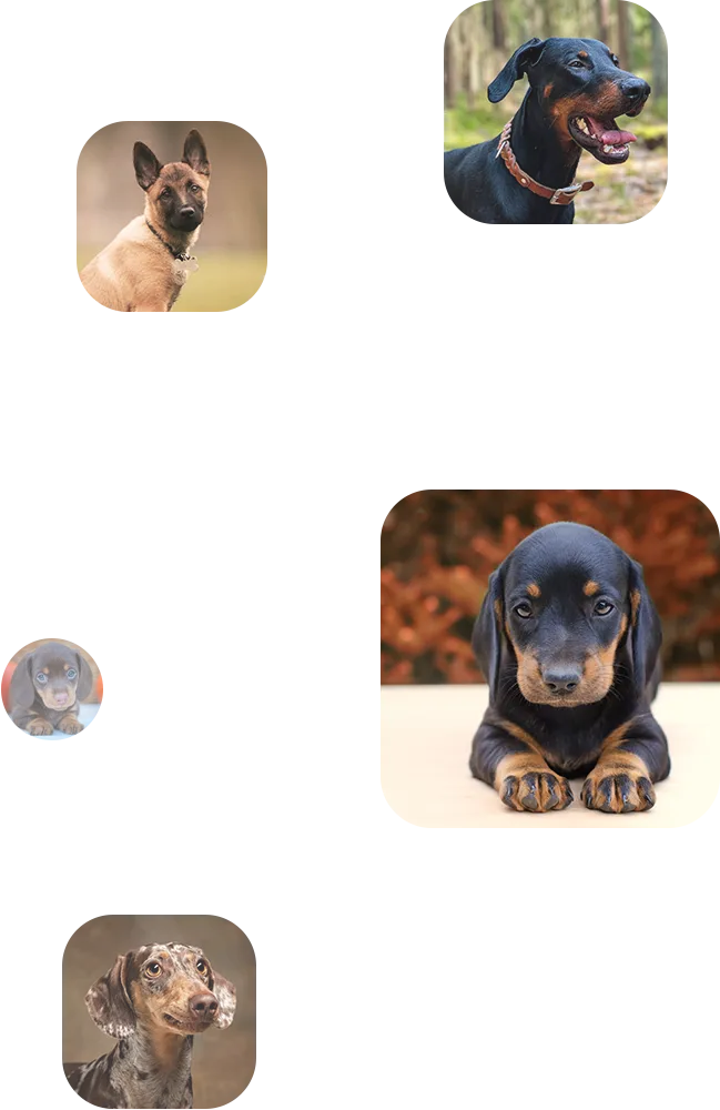 Images of dogs in a square